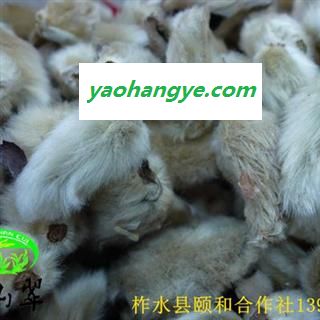 辛夷花 望春树花 统装 2016年新货 产地直销 陕西省商洛市柞水县图1