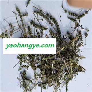 荆芥穗 毛穗 产地 河北省保定市图1