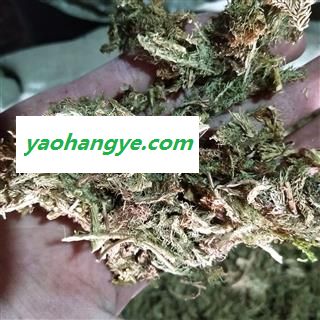 伸筋草 伸筋草绿色统段 产地 江西省图1
