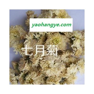 小丽百草行七月菊 七月花 今年新货 库存1000公斤 实体店有售