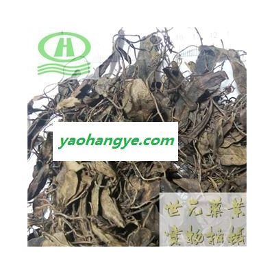 世元药业 抱石莲 正品 别称-风不动 鱼鳖草 金丝鱼鳖 山豆爿草 抱树莲