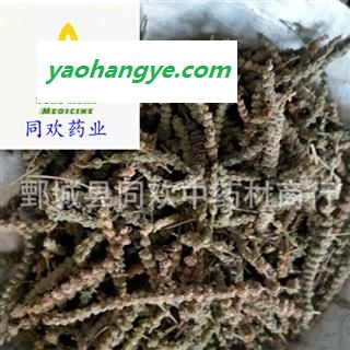 【颜色好荆芥穗】@【同欢药材】中药材批发供应  规格齐全 量大从优  产地 河北省图1