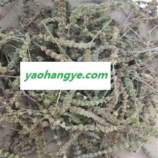 荆芥 荆芥穗 颜色好 纯干货 国峰药业 重在品质 产地 河北省图1