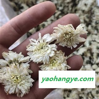 贡菊花   茶品   安徽黄山贡菊花 优质 产地 安徽省黄山市市辖区图1