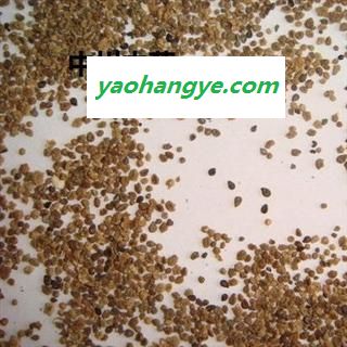 地肤子，四统统货，库存5000可售图1