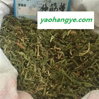 新辉药业伸筋草 优质新货 正品无硫图1