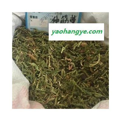 新辉药业伸筋草 优质新货 正品无硫