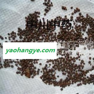急性子  山东一级统货  库存5000可售图1