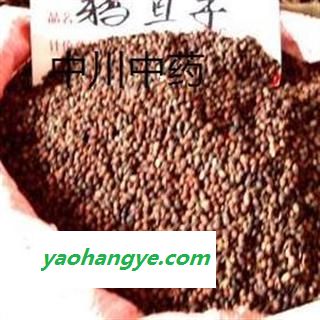 鸦胆子，海南统货，库存5000可售图1