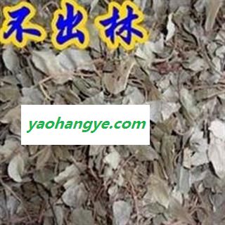 京辉药业 不出林 矮地茶 平地木 正品图1