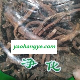 新辉药业正品蒲公英根  优质野生图1