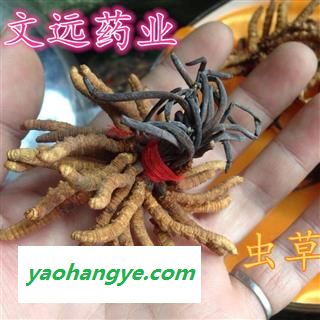 虫草 冬虫夏草4500-5000条 产地 青海省海北藏族自治州门源回族自治县图1