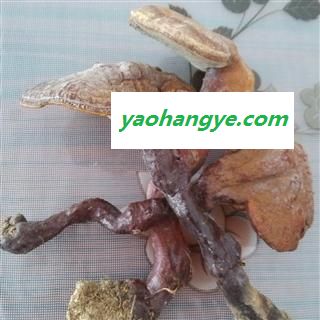 批发野外生长灵芝 干品 非种植赤灵芝  产地直销图1