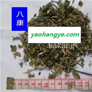 爵床 统图1