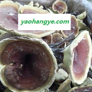 小丽百草行灵芝 金边灵芝 整枝有柄金边灵芝 黄灵芝 今年新货图1