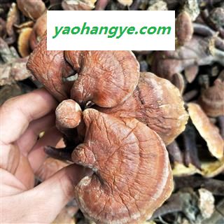 灵芝个 江西野生红灵芝 产地 江西省图1
