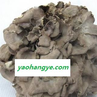 吉康药业灰树花,多孔菌子实体,批发灰树花,大货中草药图1