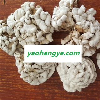 圣草康园雪莲 雪莲菌新货颜色好图1
