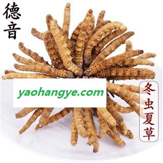 【满包邮】冬虫夏草3条/克 产地西藏那曲 中药材批发 规格齐全图1