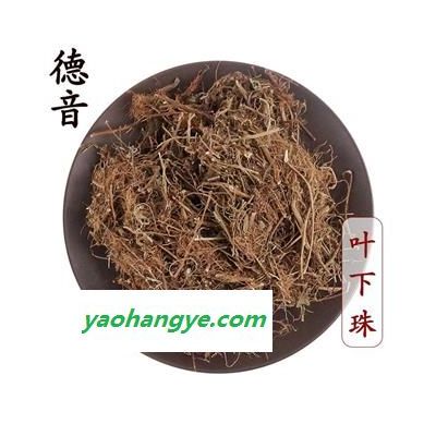 【满包邮】叶下珠 统 1000g 别称 一叶荻 叶屈珠、小粒蒿、花扫条、马扫帚牙、小孩拳 产地 四川省