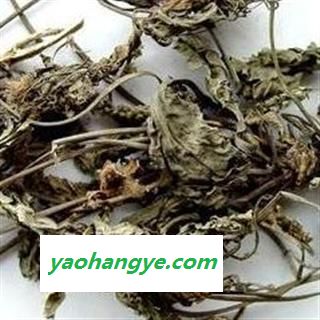 车前草 统 产地 山东省图1