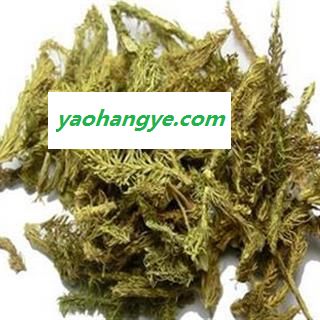 伸筋草 伸筋草绿色统段 纯绿色 无杂色 新货到了 低价销售 产地 四川省图1