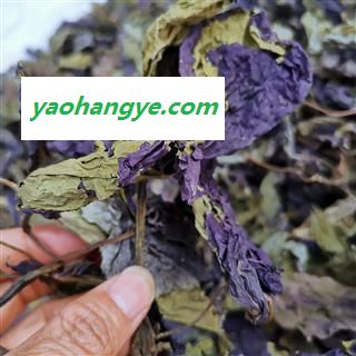 圣草康园新货紫苏叶 手摘紫苏叶颜色好量大从优实物拍照图1