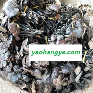 灵芝个 黑龙江野生小灵芝 产地 黑龙江省图1