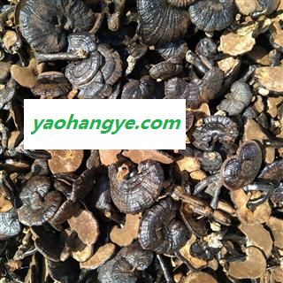野生灵芝片灵芝个子图1