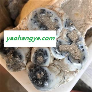 龙齿 正品纯龙齿 产地 甘肃省图1
