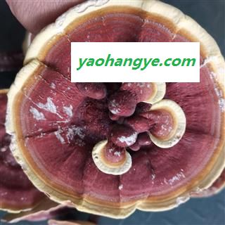 圣草康园灵芝 金边灵芝 整枝有柄金边灵芝 黄灵芝 今年新货图1