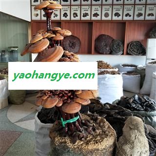 灵芝 观赏紫灵芝 产地 山东省图1