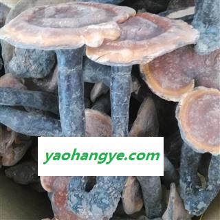 灵芝 野生赤灵芝 产地 青海省图1