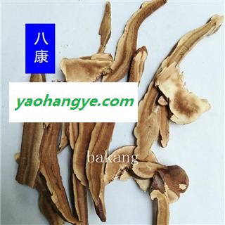 灵芝 02统 产地 山东省东营市利津县图1