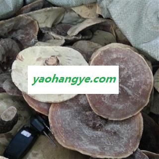圣草康园灵芝 金边灵芝无柄金边灵芝 产地海南图1
