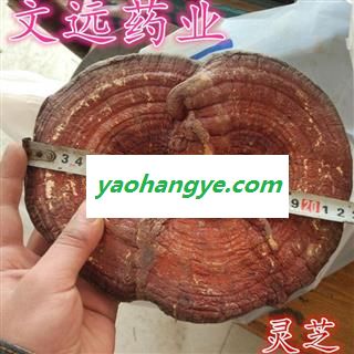 灵芝 选装 大个 灵芝个 产地 山东省图1