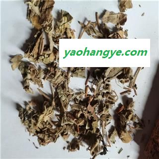 寻骨风 统 产地 湖北省荆门市沙洋县图1