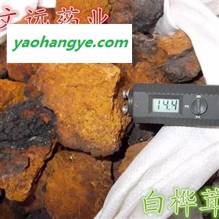 白桦茸 精选 俄罗斯进口 白桦茸 桦树茸 白桦泪 桦树泪 桦树黄 桦 产地 河南省图1