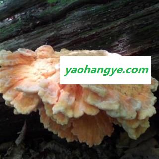 小丽百草行 硫磺菌  多层孔菌黄芝干品图1