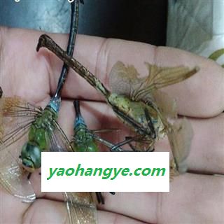 圣草康园 蜻蜓 绿蜻蜓图1