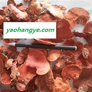 诺源药材行灵芝 台湾真菌牛樟芝  牛樟菇 樟芝图1