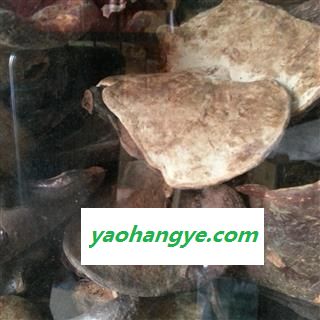 小丽百草行灵芝 西藏灵芝图1