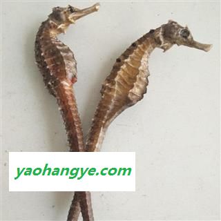 海马三斑马2克清水货正品保证质量7天无理由退货退款 中药材批发 丽丽药业图1