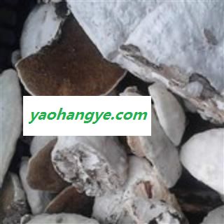 圣草康园中药材灵芝 香栓菌 杨柳白腐菌图1