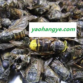 中药材虻虫 陕西大虻虫牛 虻虫 蜚虻 牛蚊子虫类药材 品种齐全安国市场批发零售大全大虻虫多少钱图1