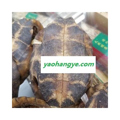 圣草康园龟甲 龟壳 完整龟甲 摆件产地 广东