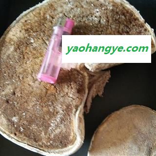诺源药材行正品藏药 野生白灵芝图1