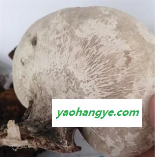 诺源药材行西藏灵芝 白灵芝 优质新货图1