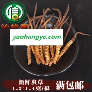 【满包邮】3月产新新鲜虫草本色货1.2~1.4克/根散装产地直供冬虫夏草沁信源中药批发图1