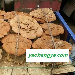 圣草康园灵芝 带底座灵芝 带孢子粉的 药用 观赏均可图1